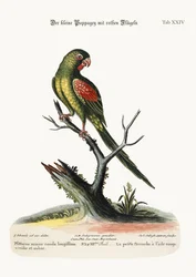 Malý papoušek rudokřídlý, 1749-73